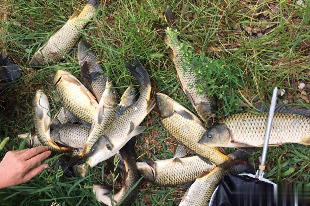 也是鲤鱼最, 段还是进入 也是鲤鱼最, 段还是进入